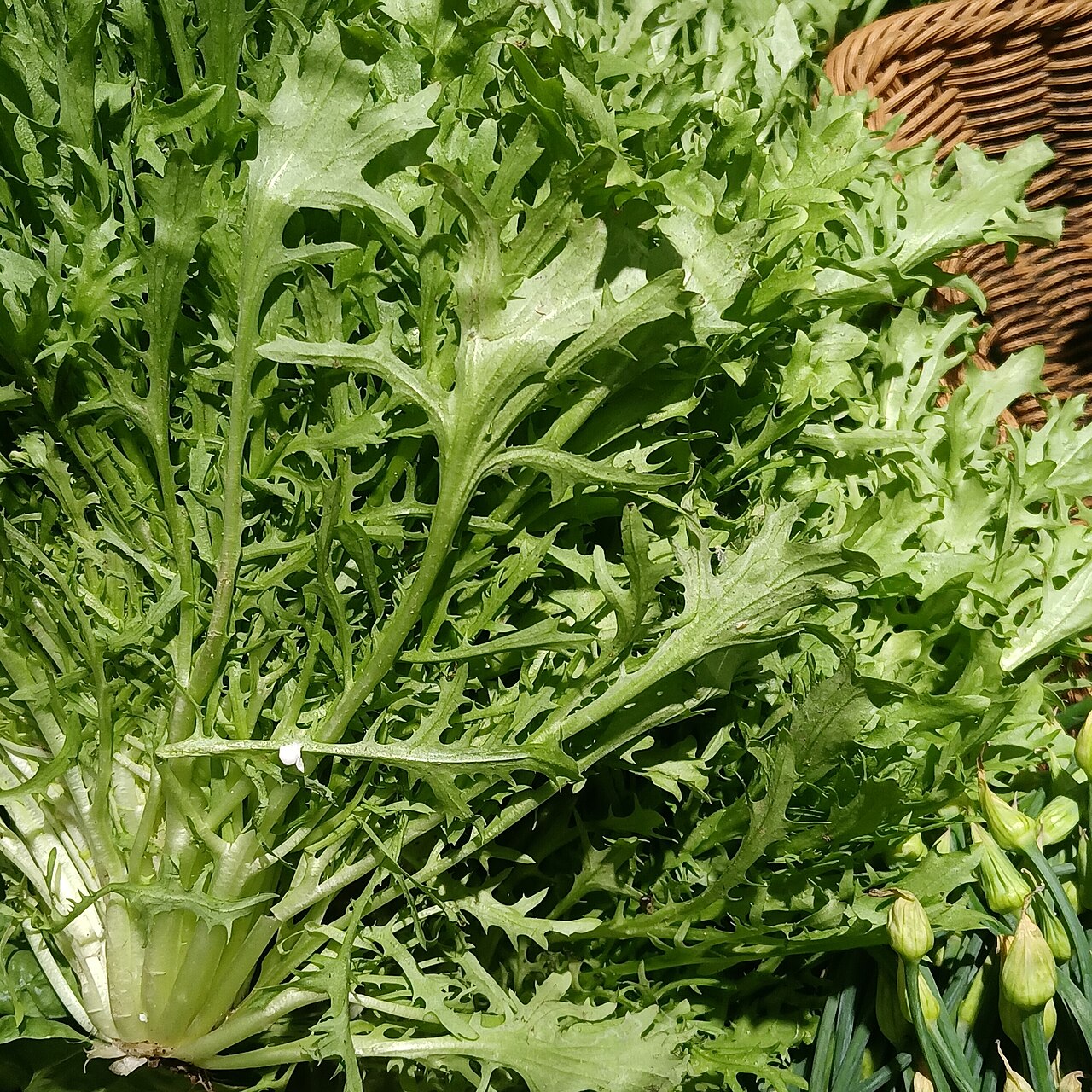 Endive
