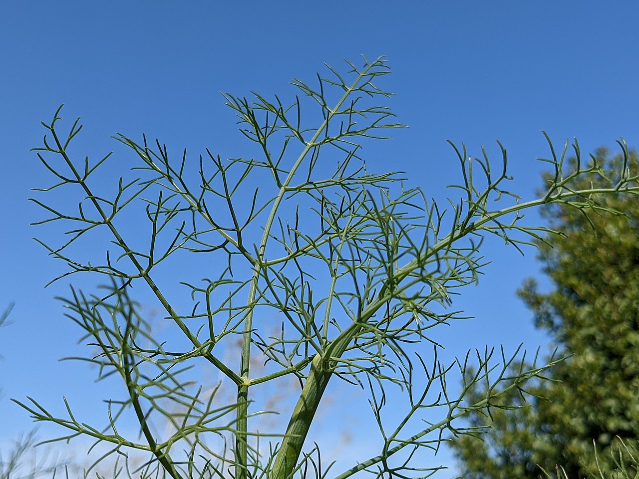 Fennel