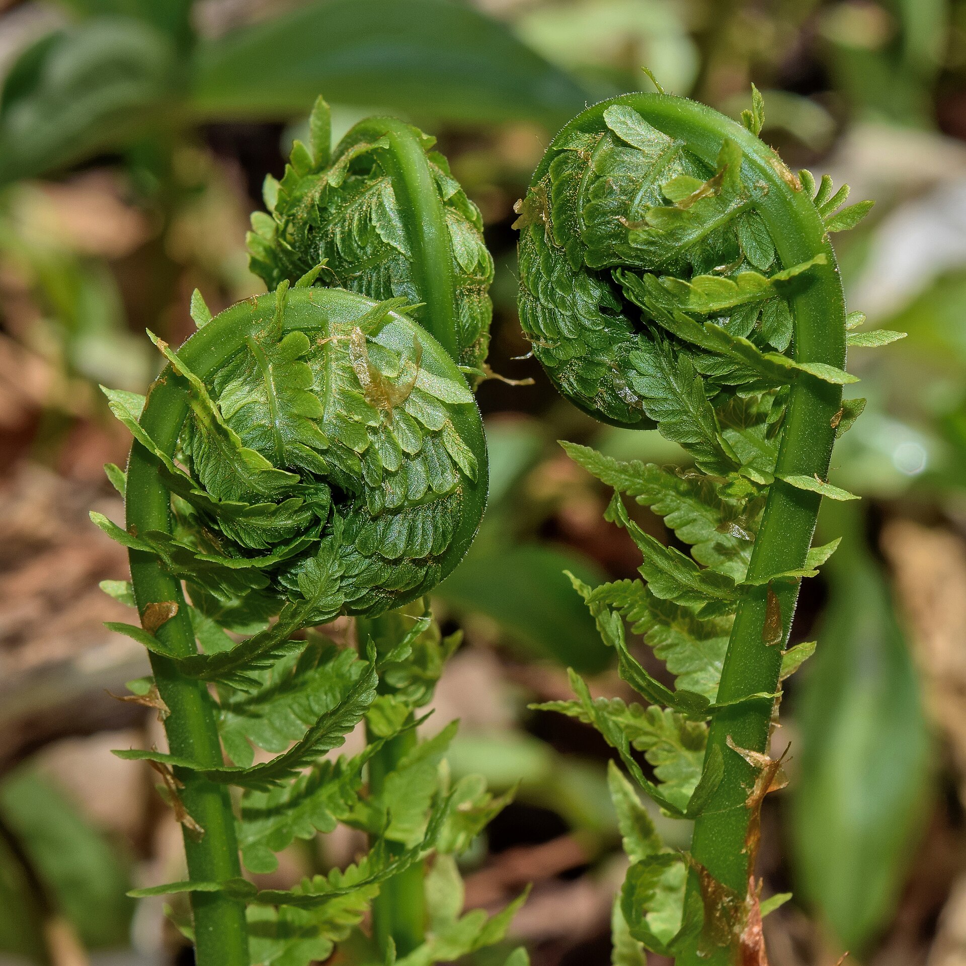 Ferns and Allies
