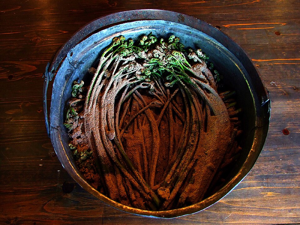 Ferns and Allies