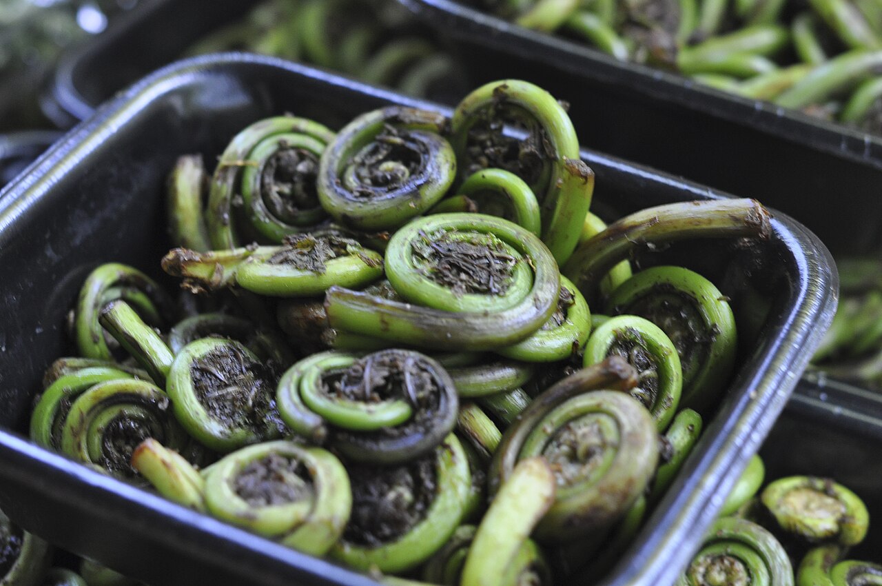 Fiddlehead Ferns