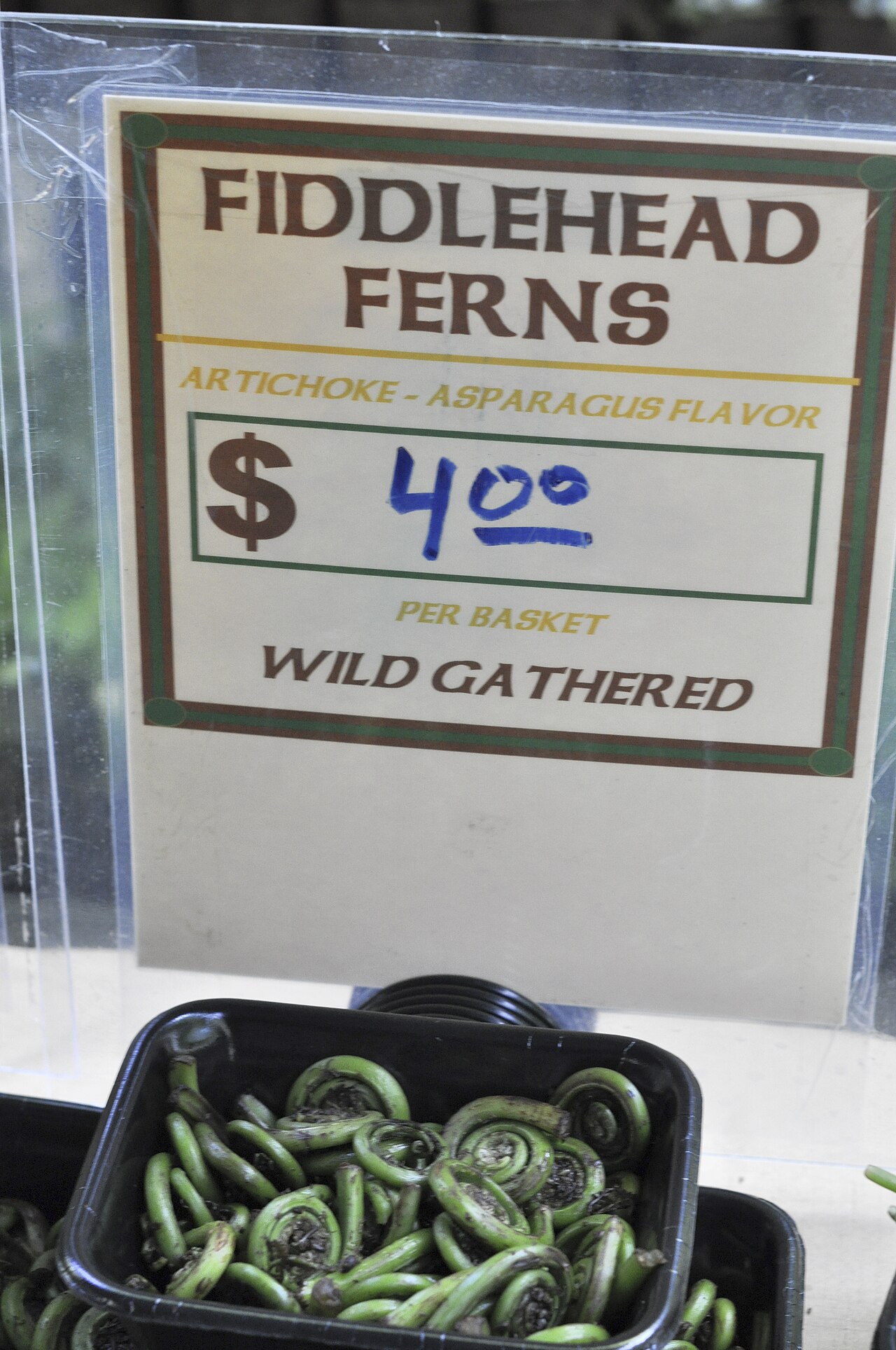 Fiddlehead Ferns