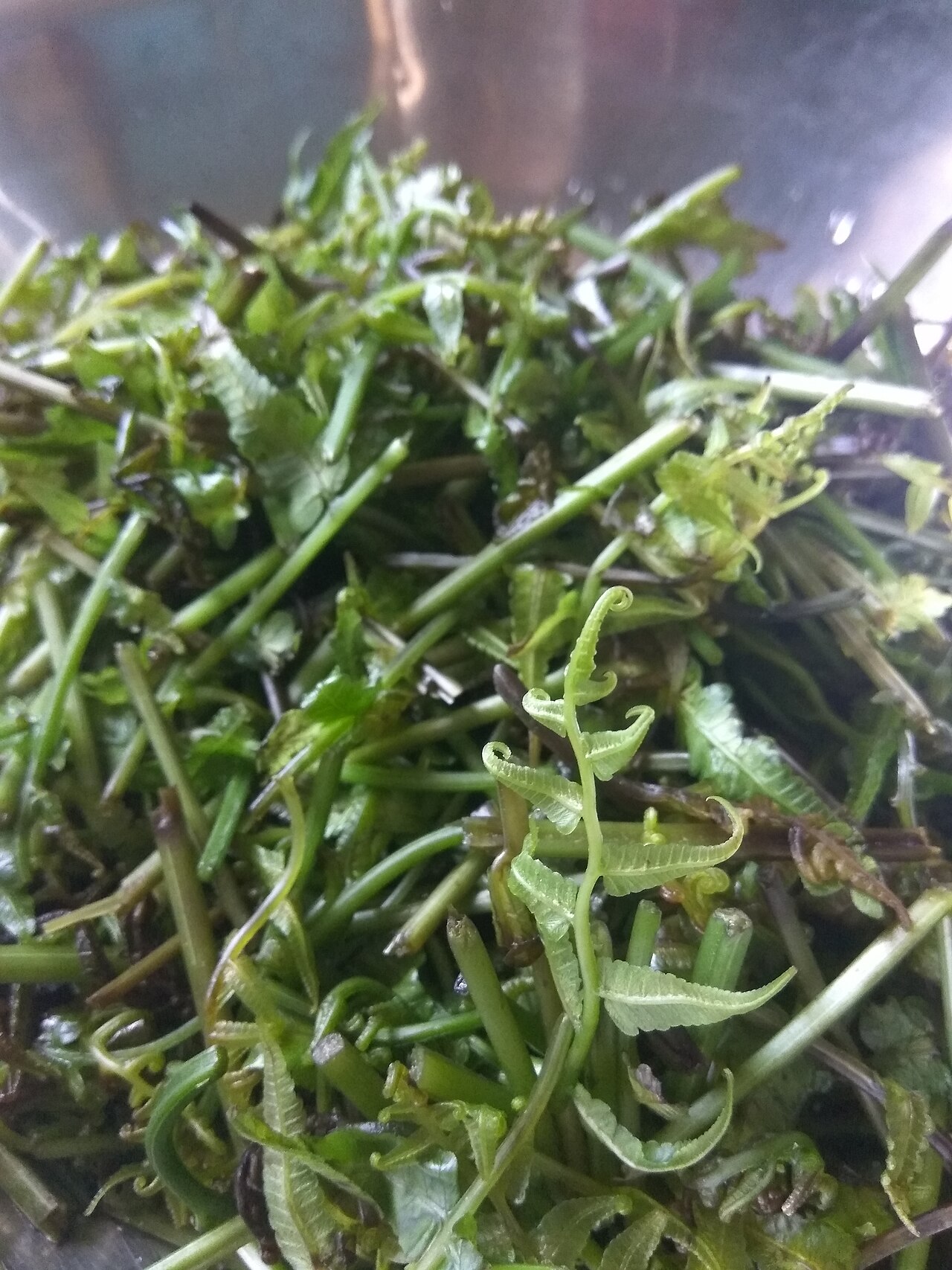 Fiddlehead Ferns