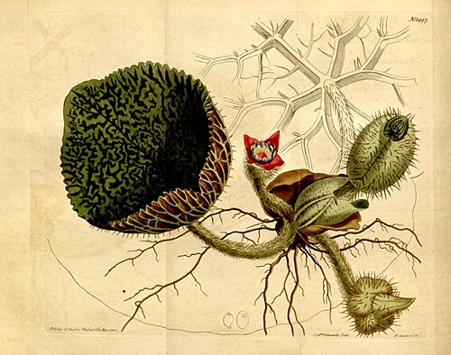 Fox nut (Gorgon nut)