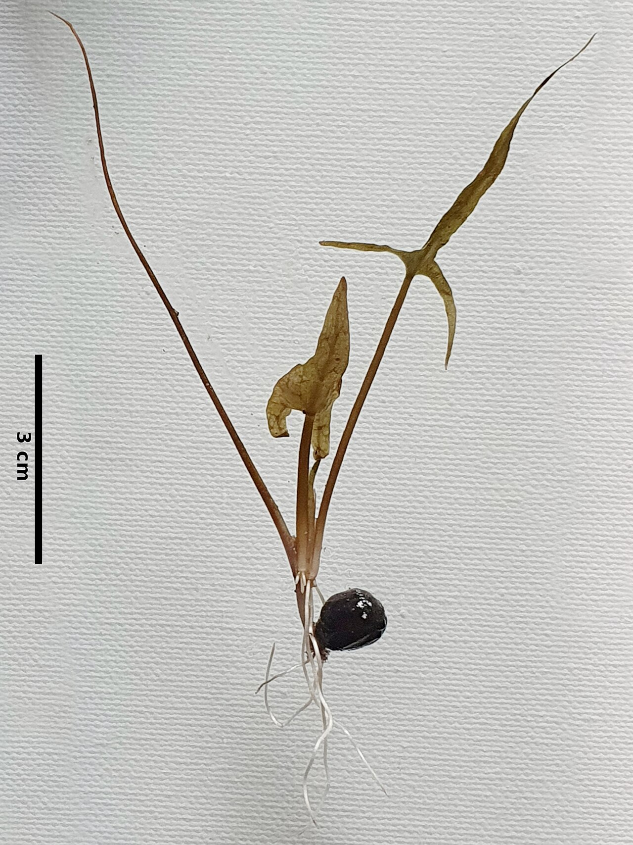Fox nut (Gorgon nut)
