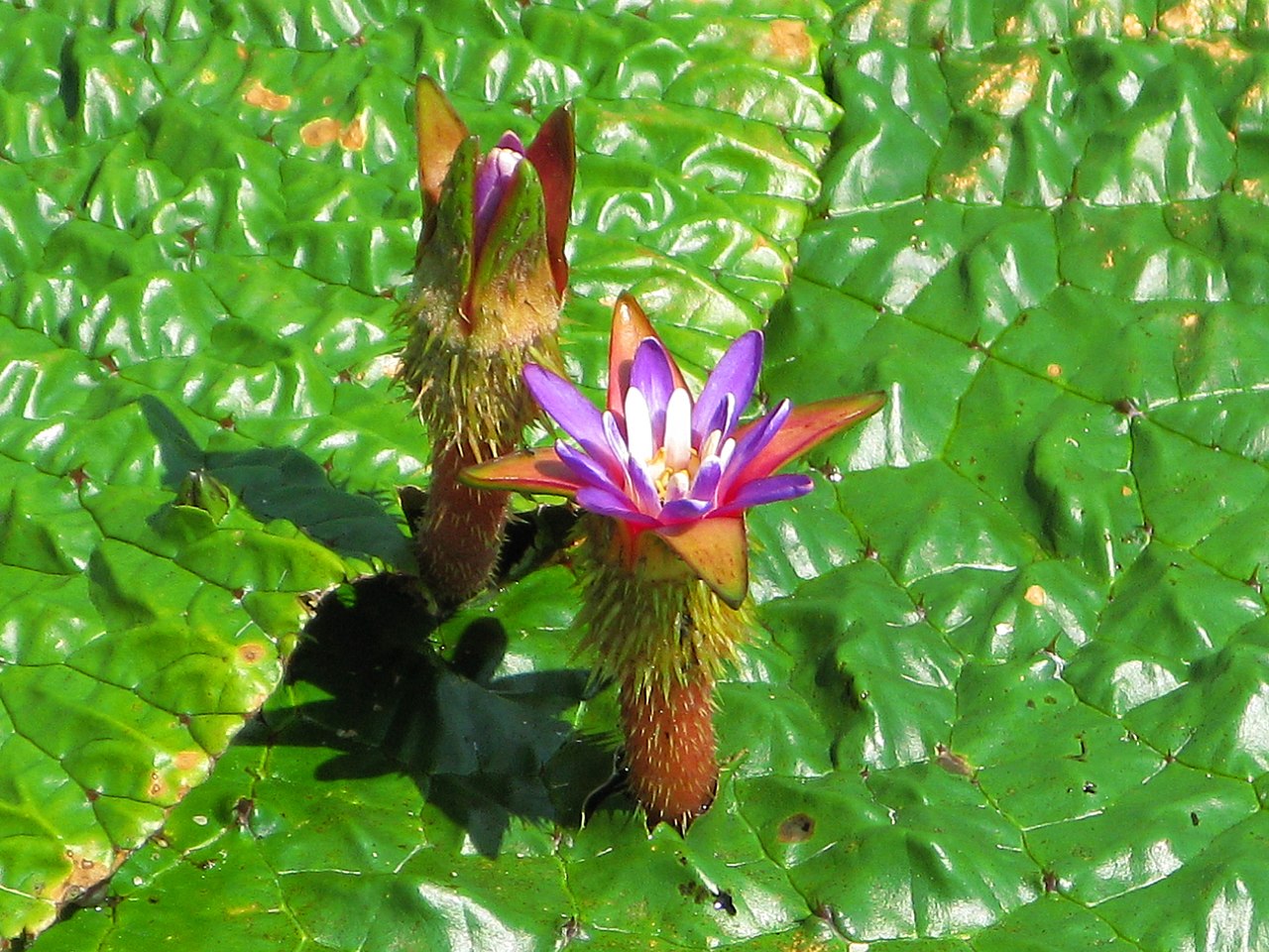 Fox nut (Gorgon nut)