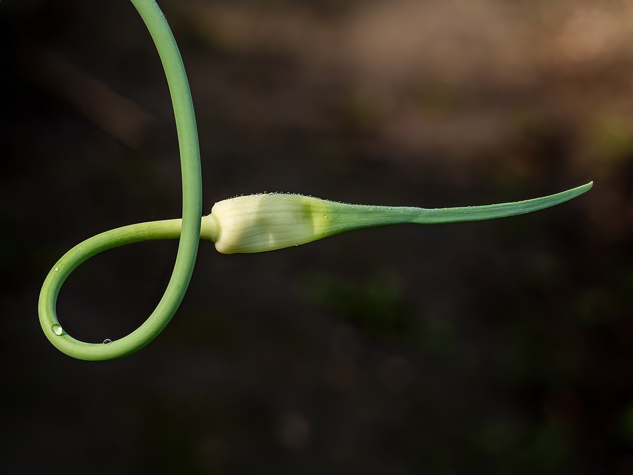 Garlic