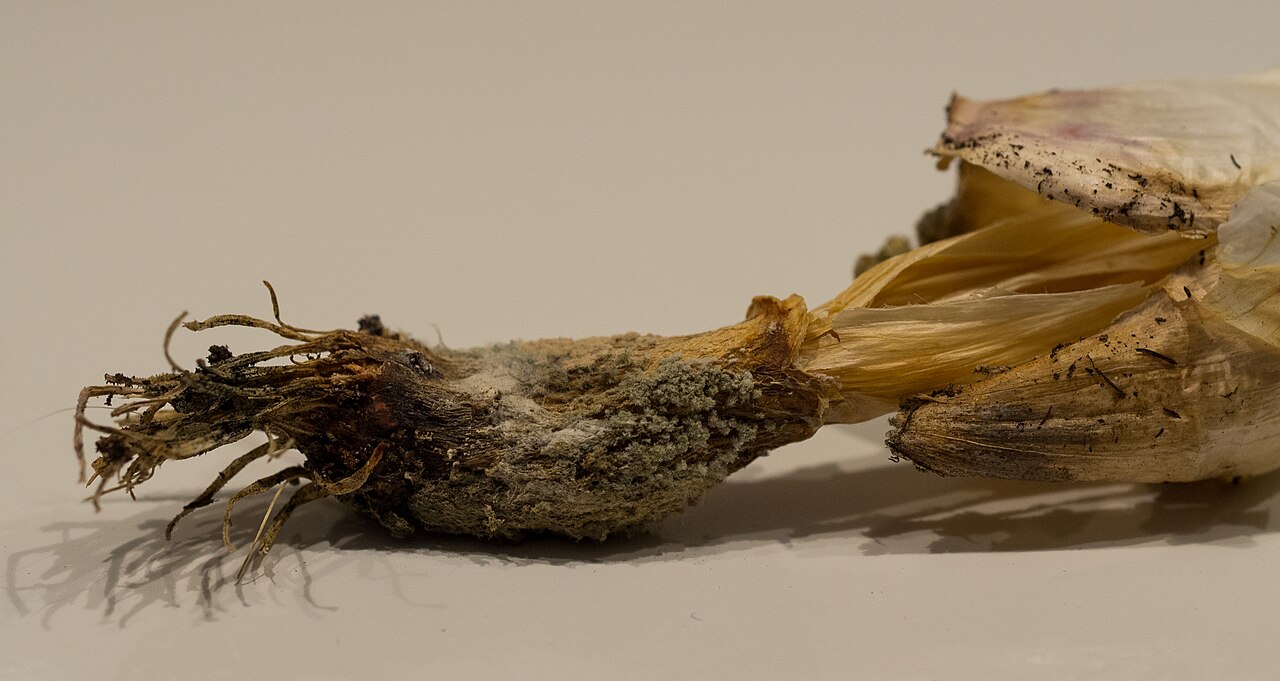 Garlic
