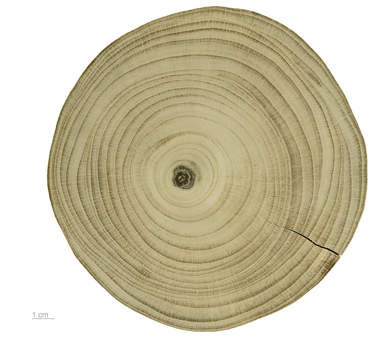 Ginkgo nuts