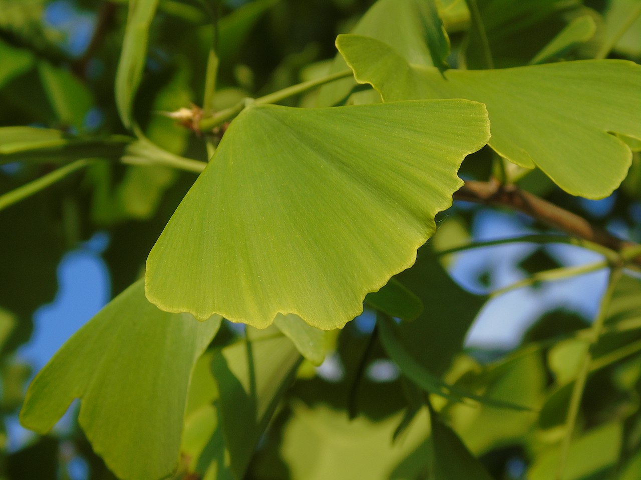 Ginkgo nuts