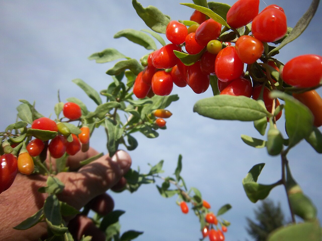 Goji berry