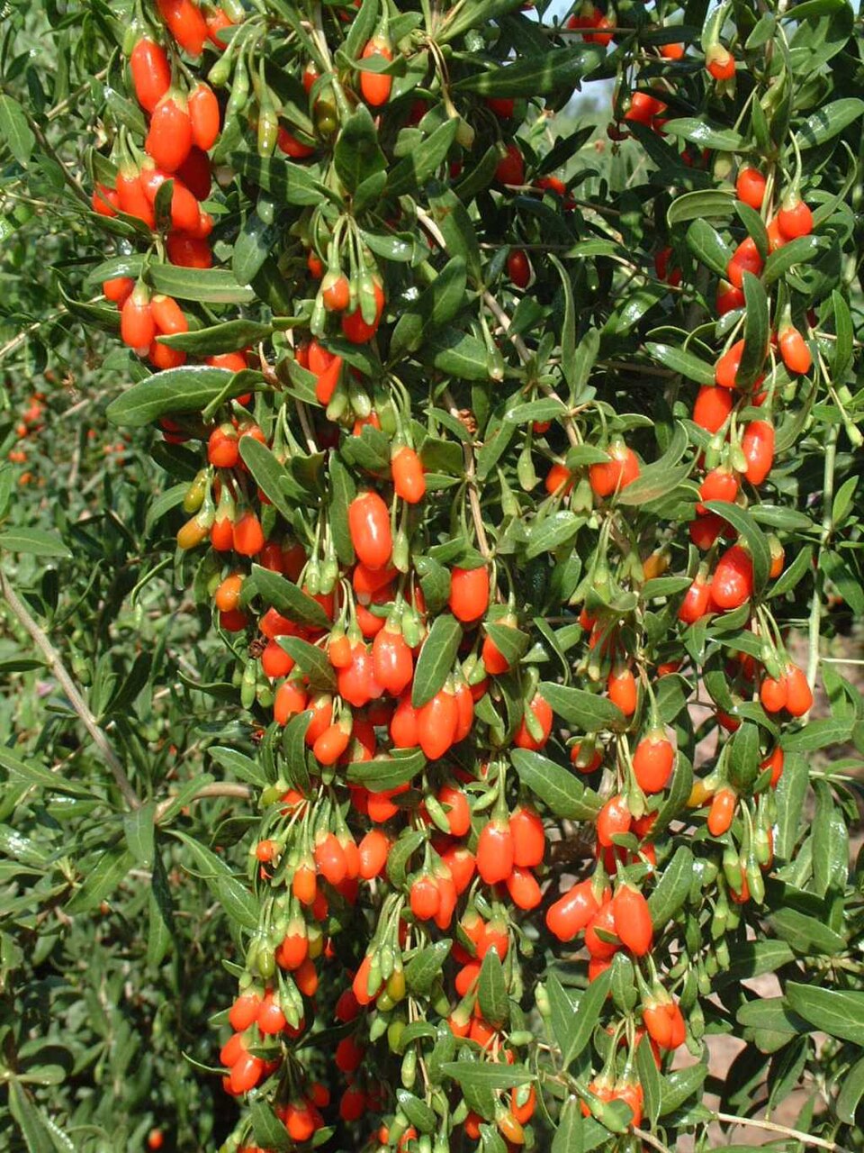 Goji berry