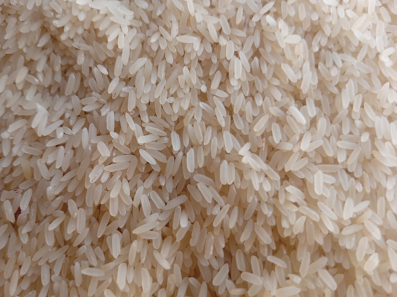 Grasses and Grains