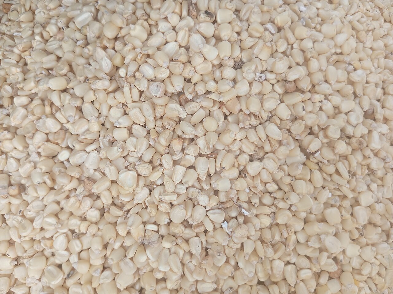 Grasses and Grains