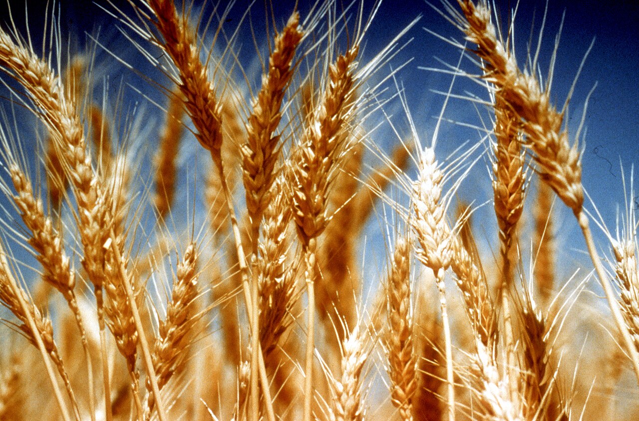 Grasses and Grains