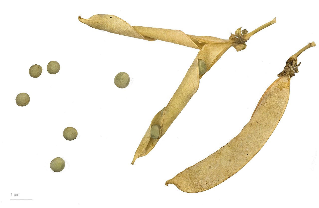 Green pea