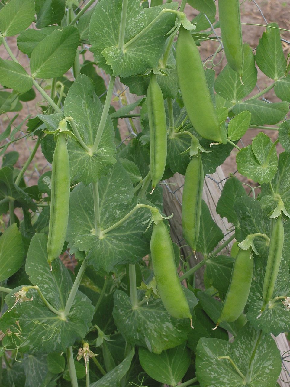Green pea