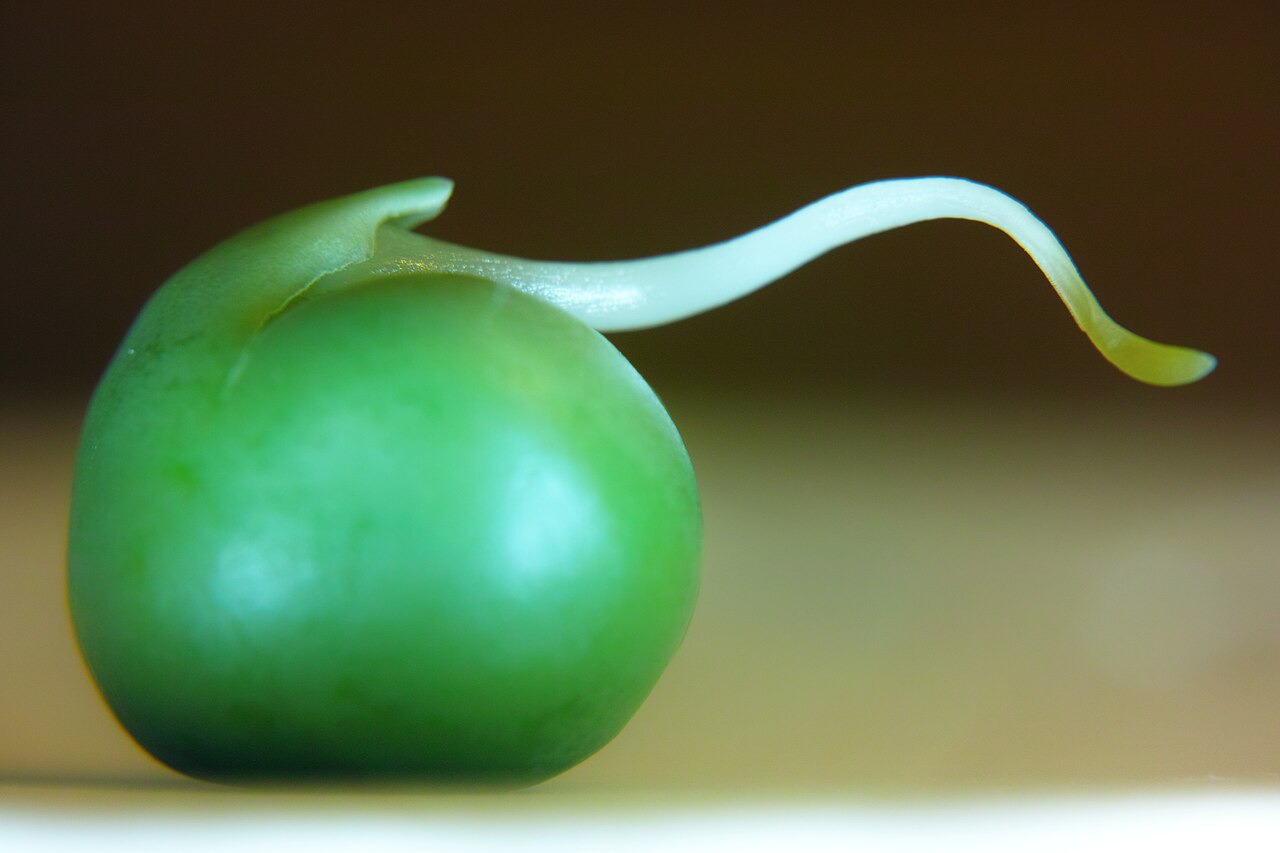 Green pea