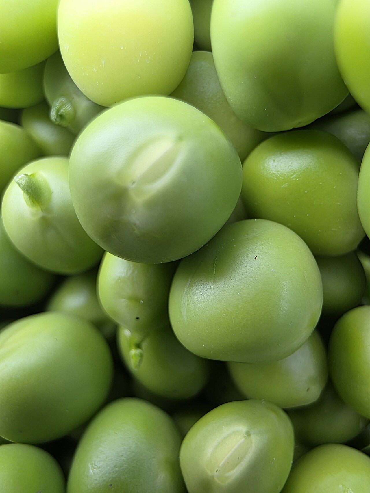 Green pea