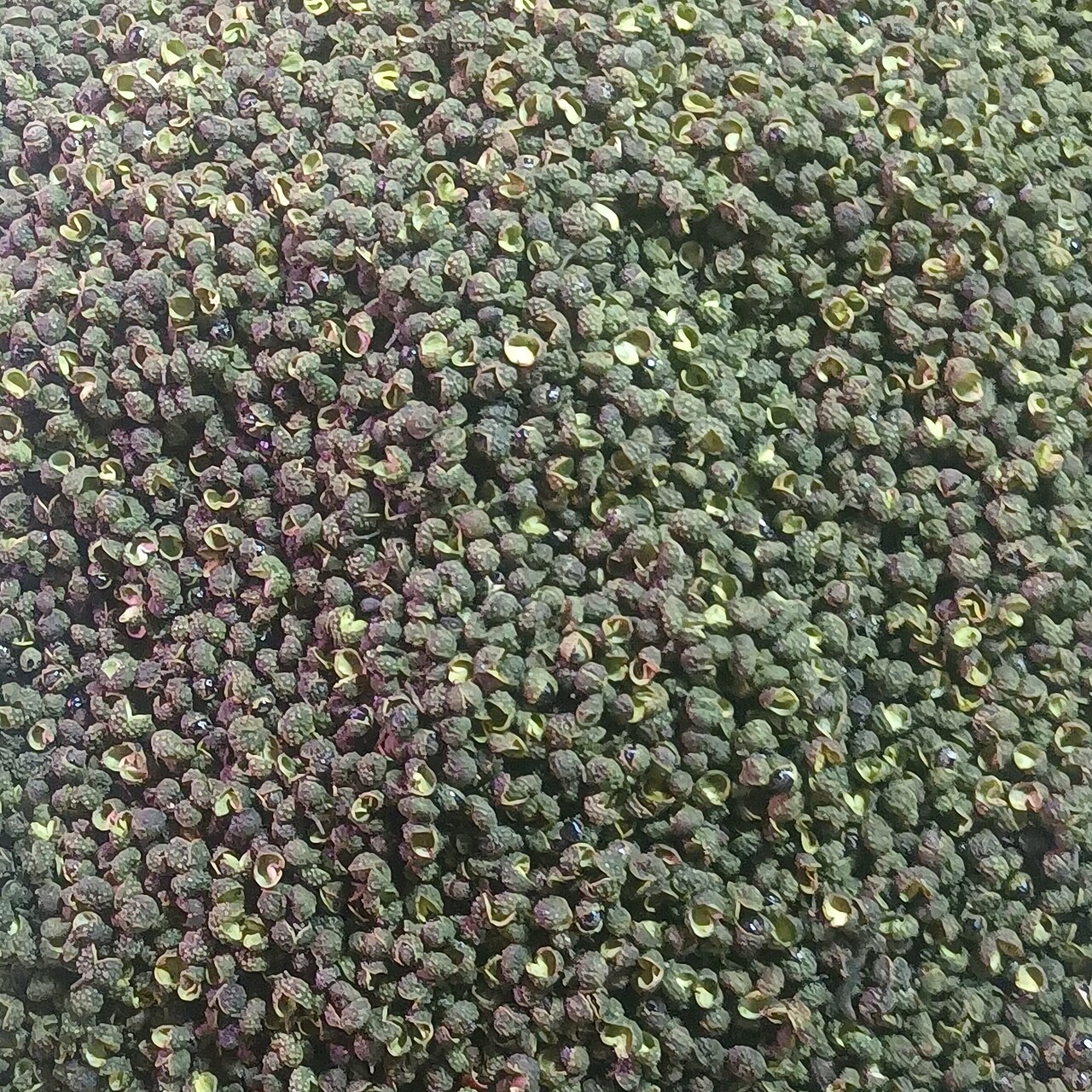 Green peppercorn