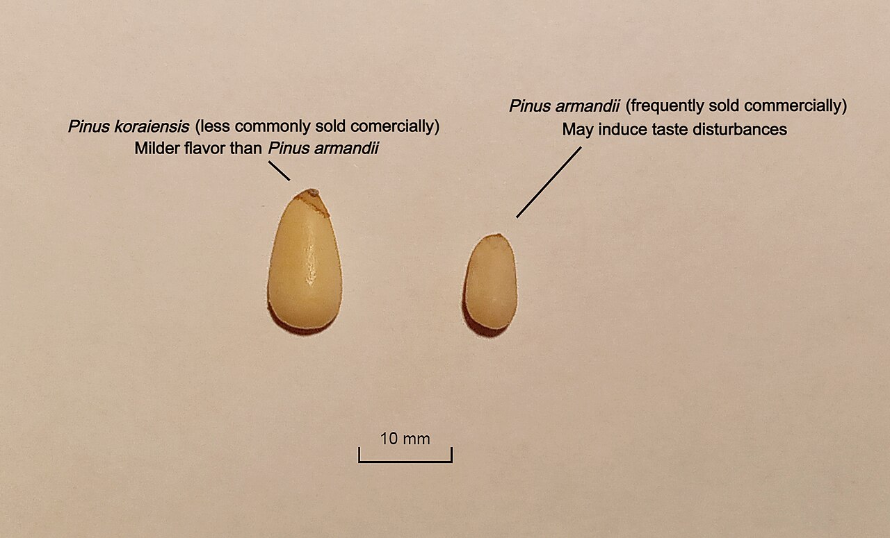 Gymnosperms