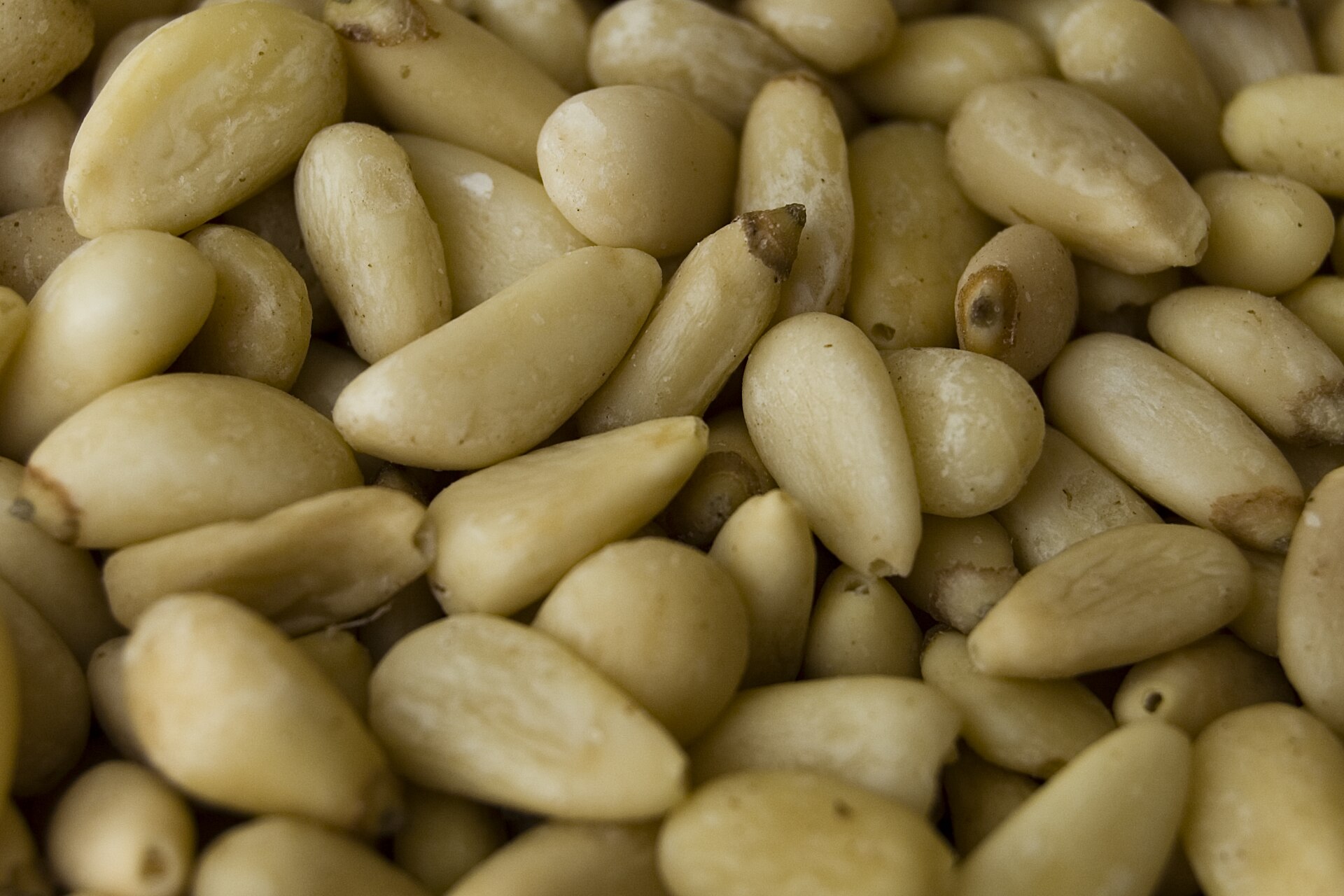Gymnosperms
