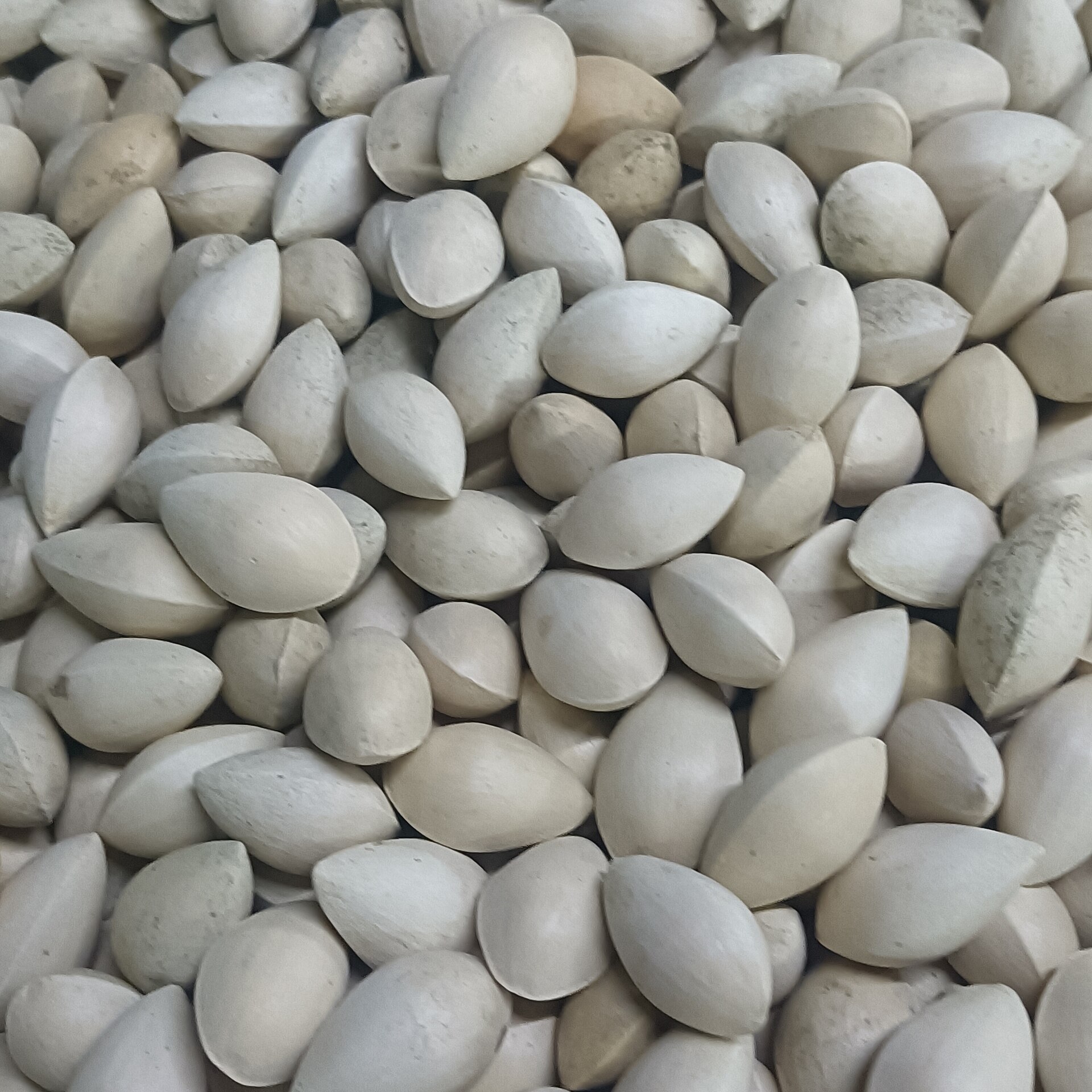 Gymnosperms