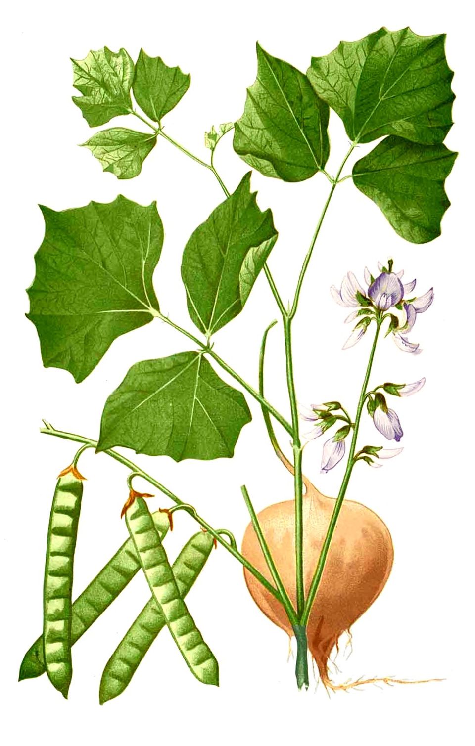 Jicama
