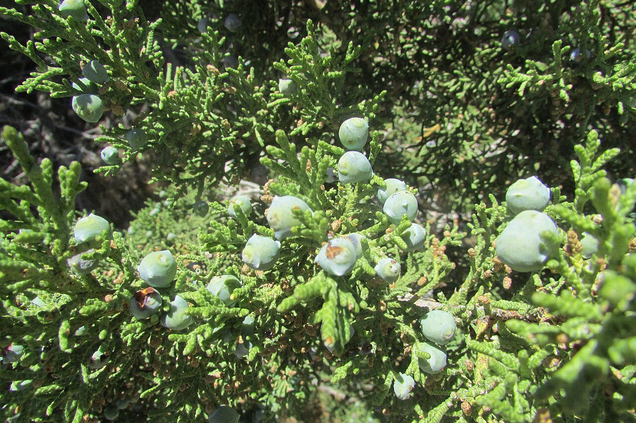 Juniper berries