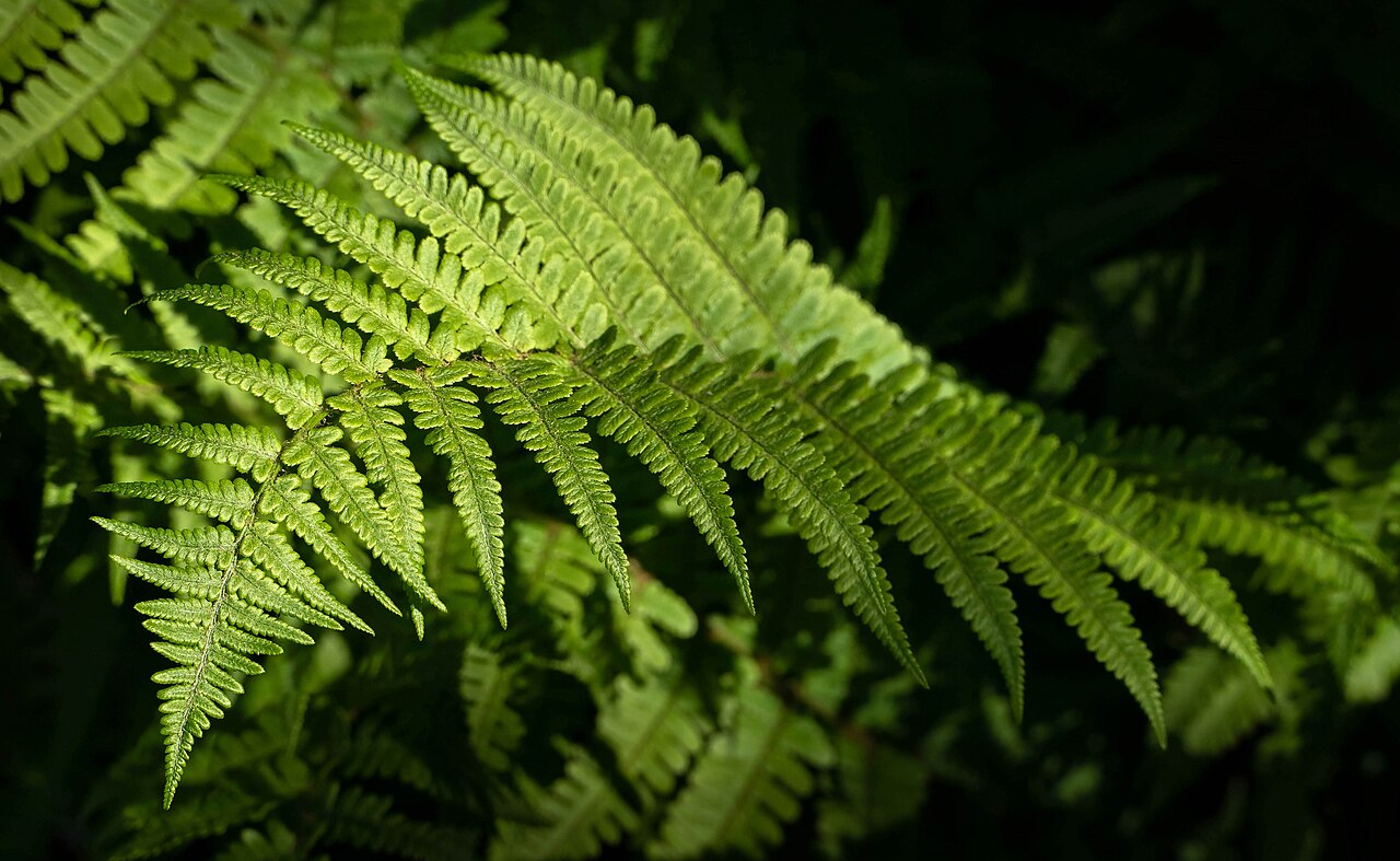 Lady fern fiddleheads