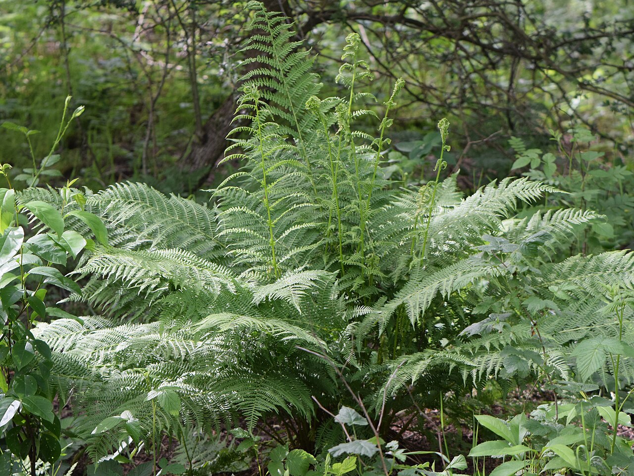 Lady fern fiddleheads