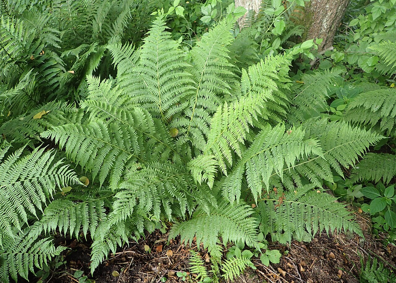 Lady fern fiddleheads