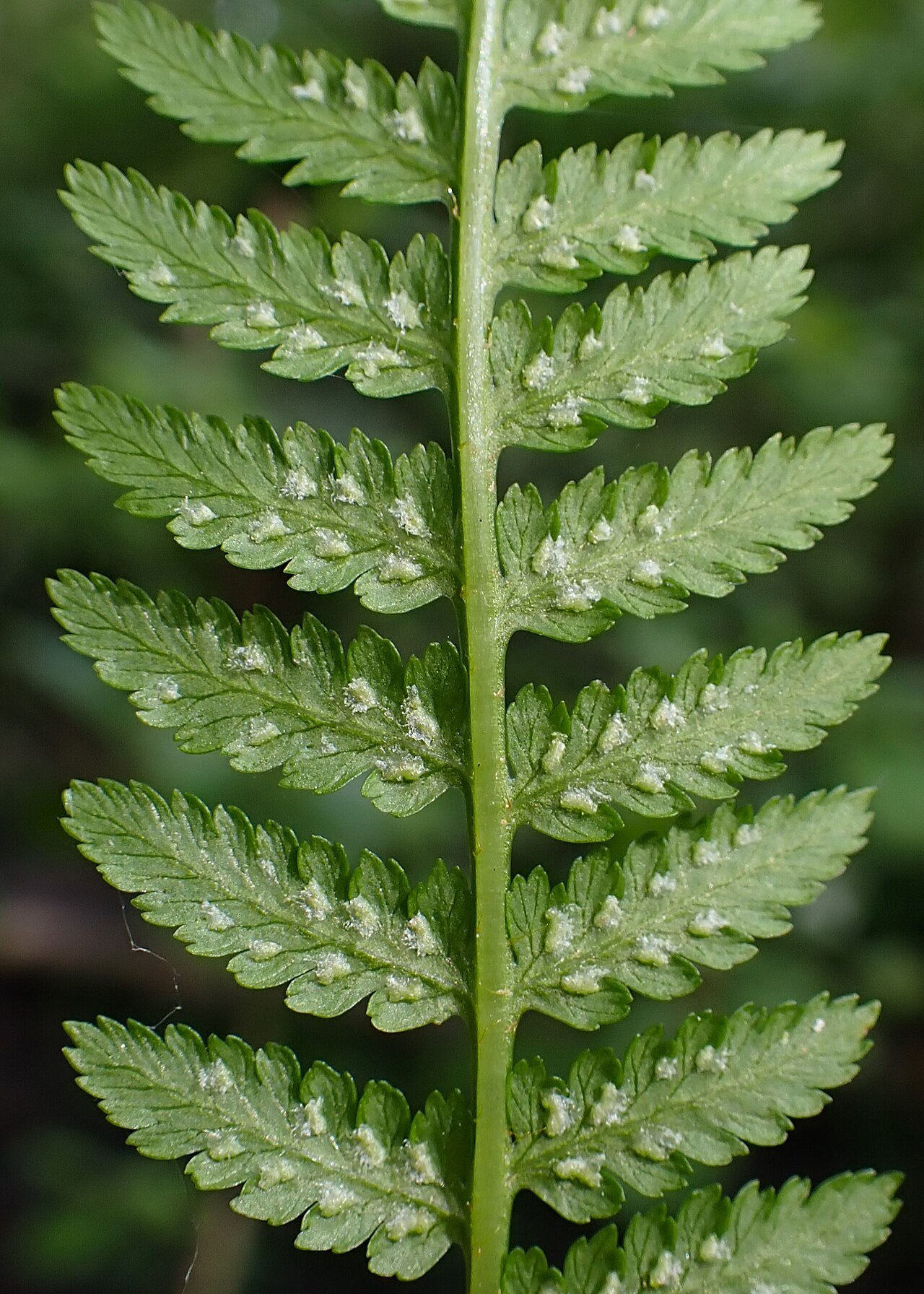 Lady fern fiddleheads
