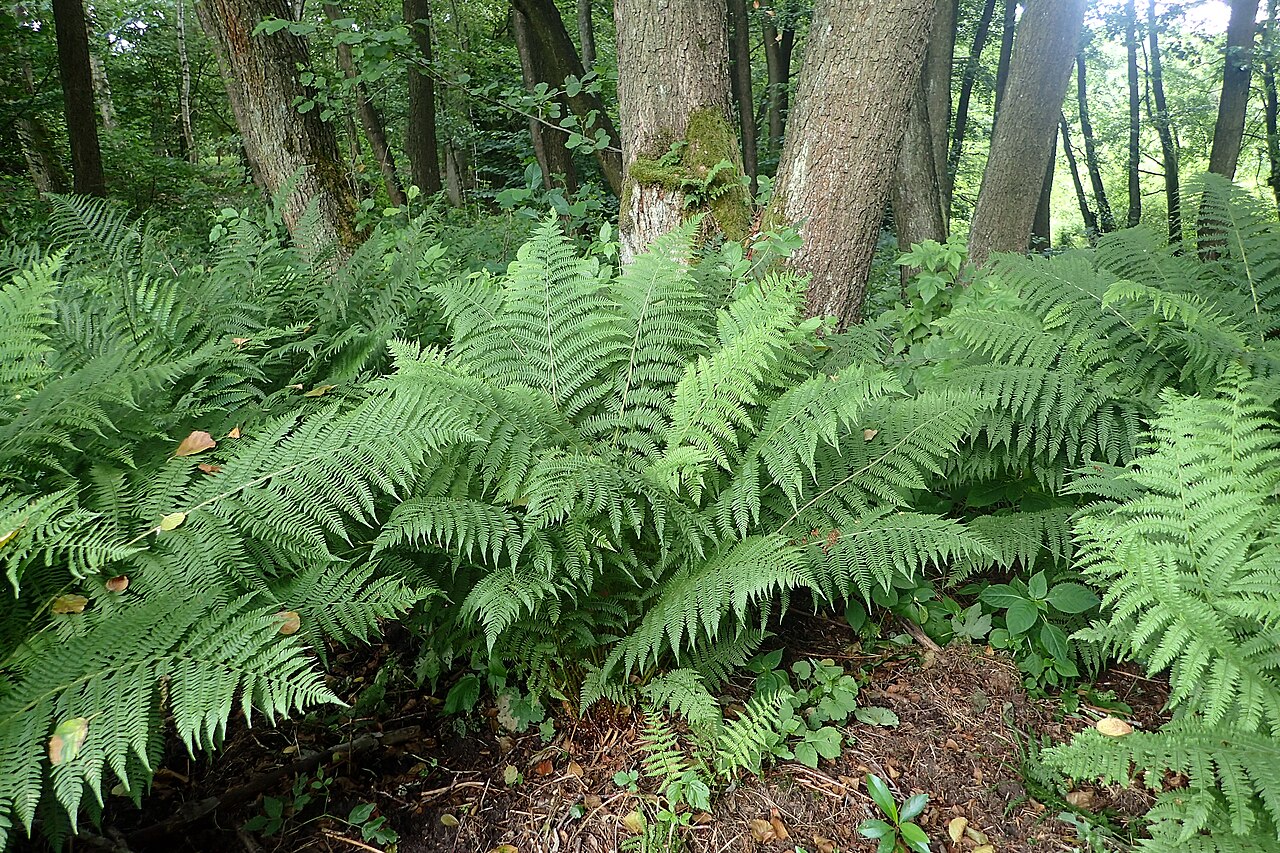 Lady fern fiddleheads