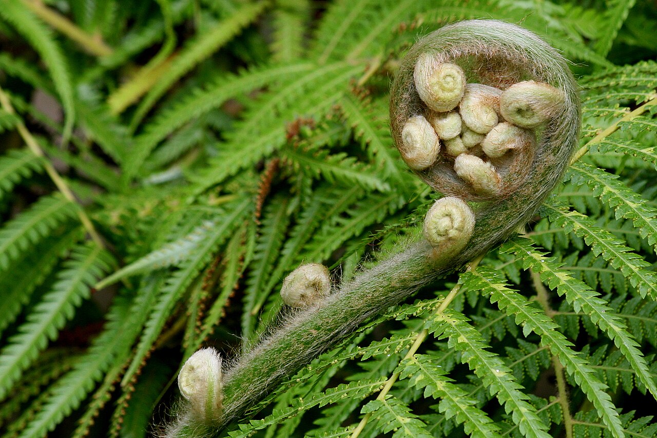 Lady fern fiddleheads
