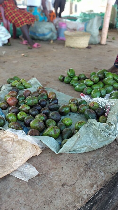 Laurels