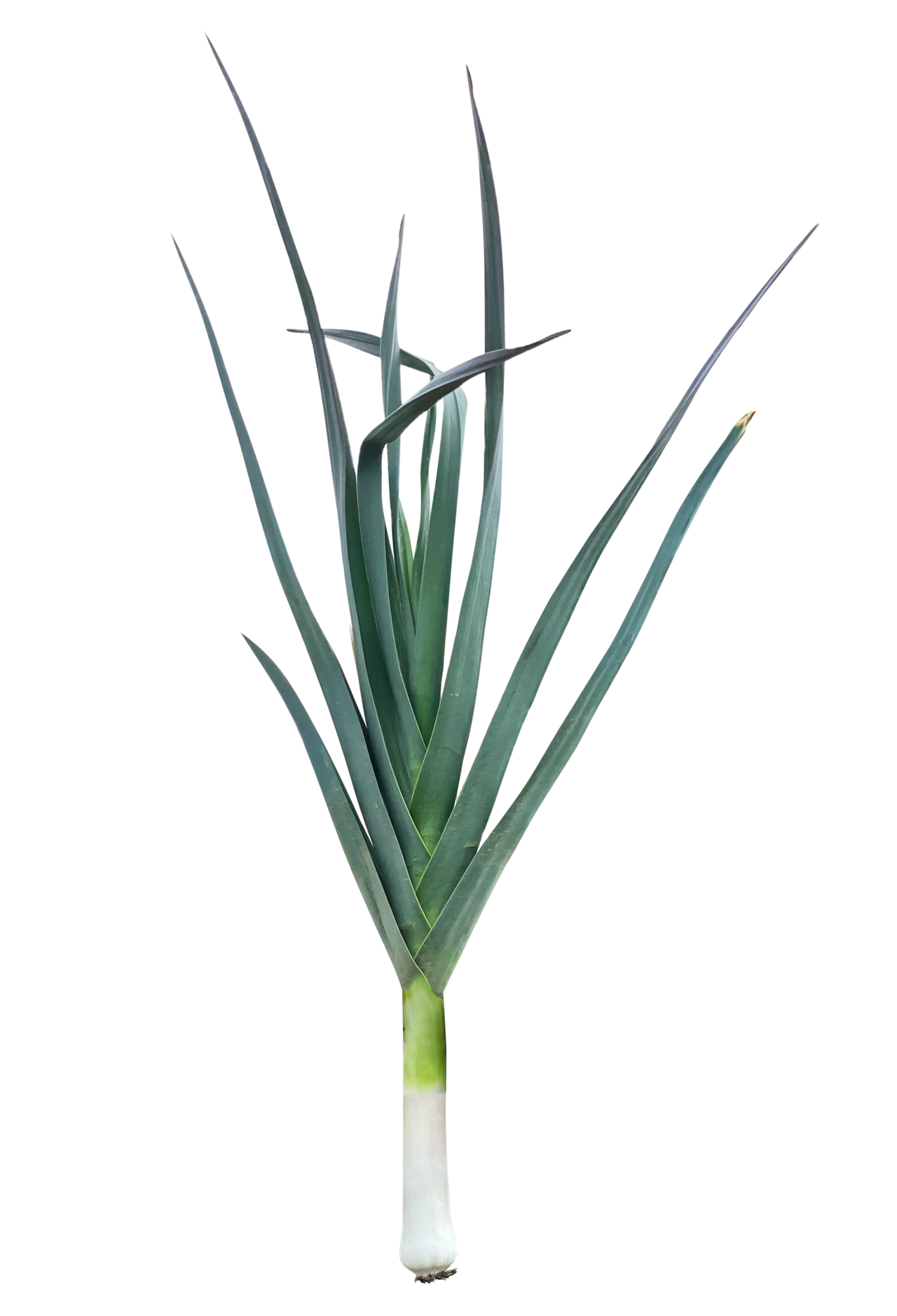 Leek