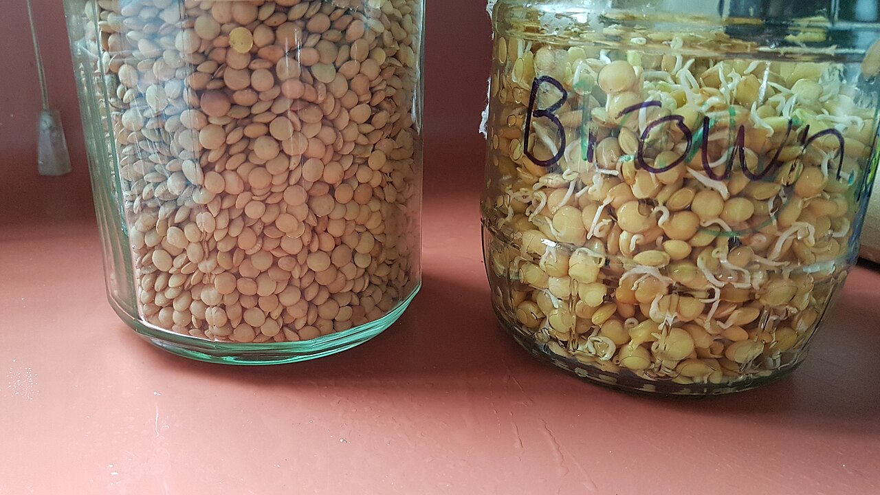 Lentil