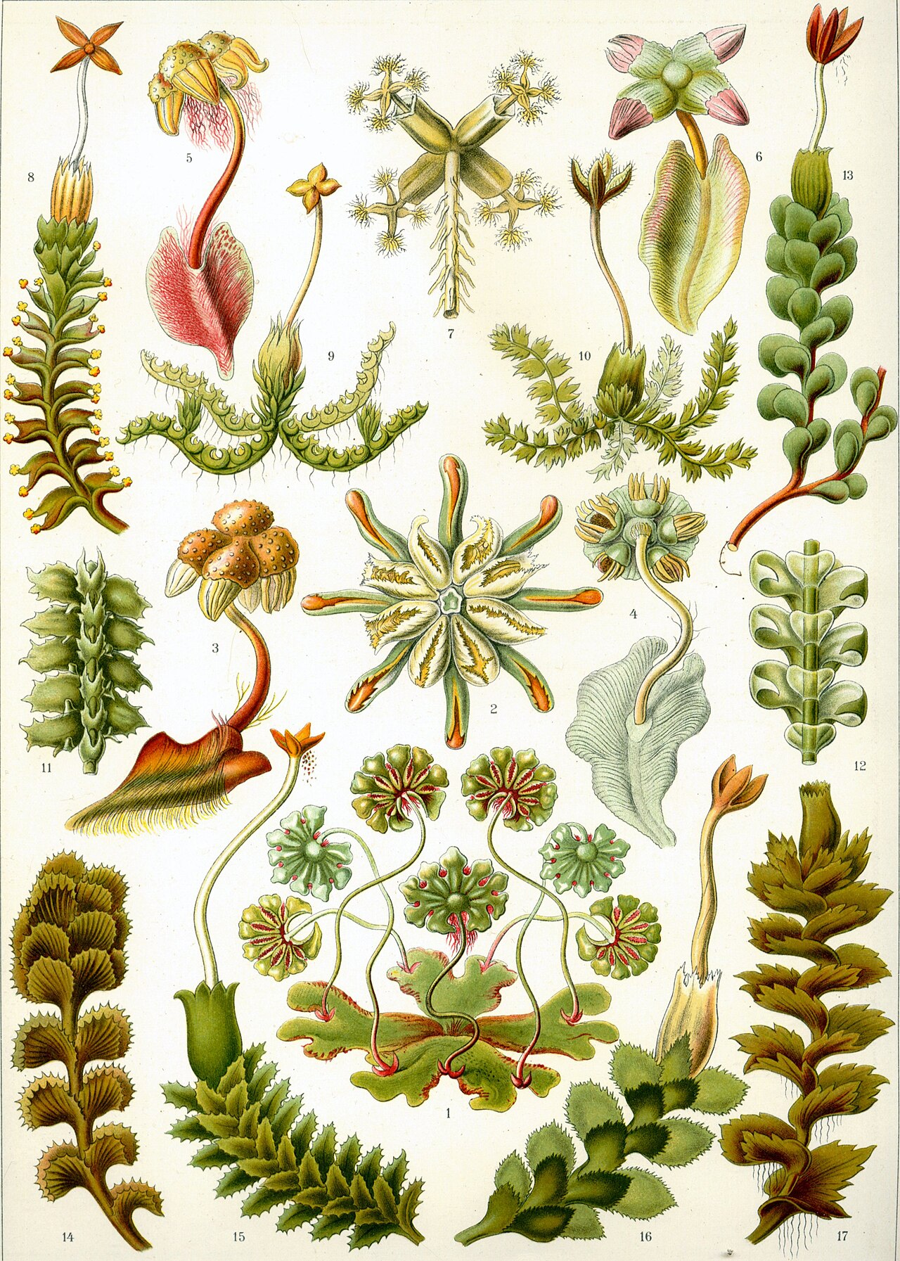Liverwort herbal food use (historical)