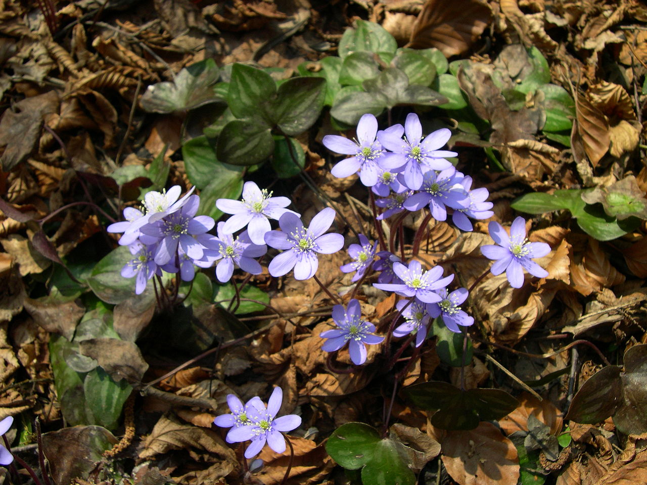 Liverwort herbal food use (historical)