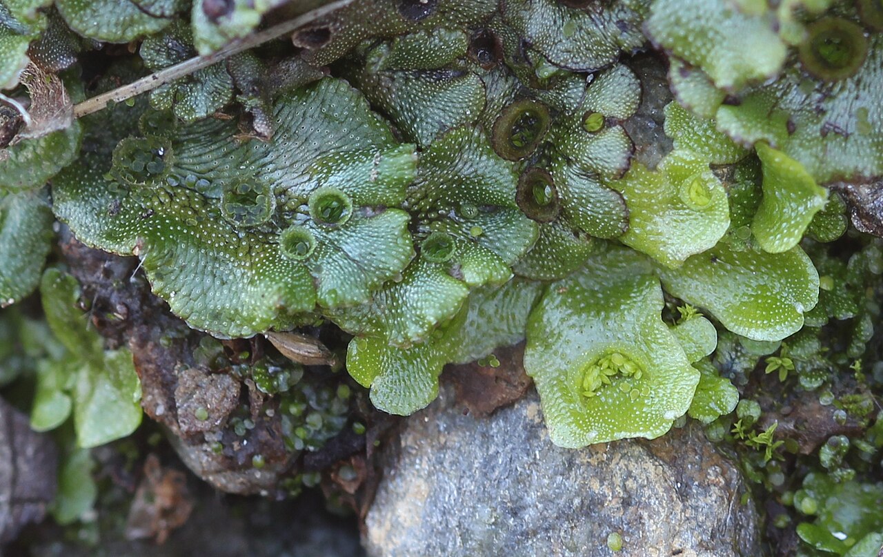 Liverwort Uses