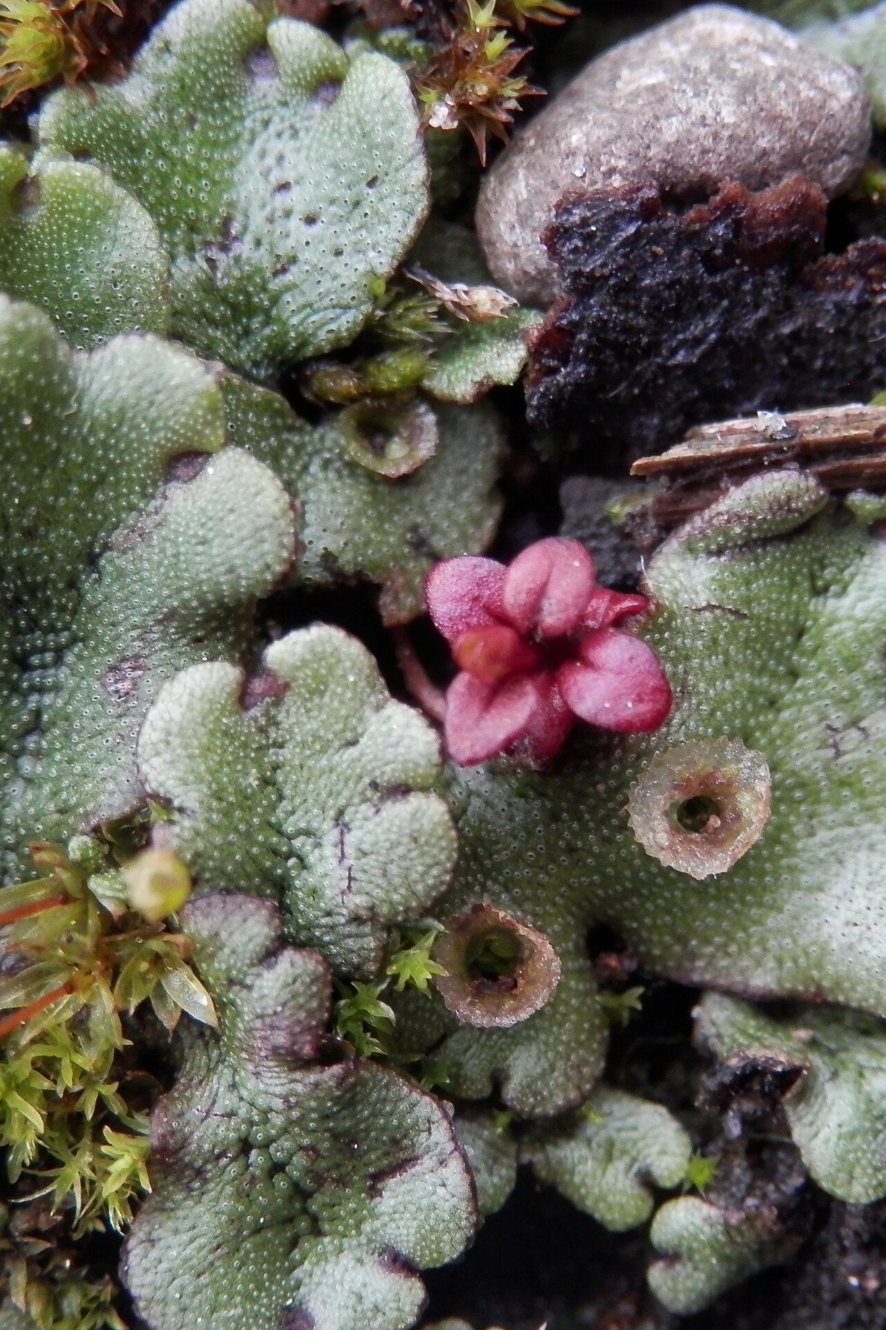 Liverwort Uses