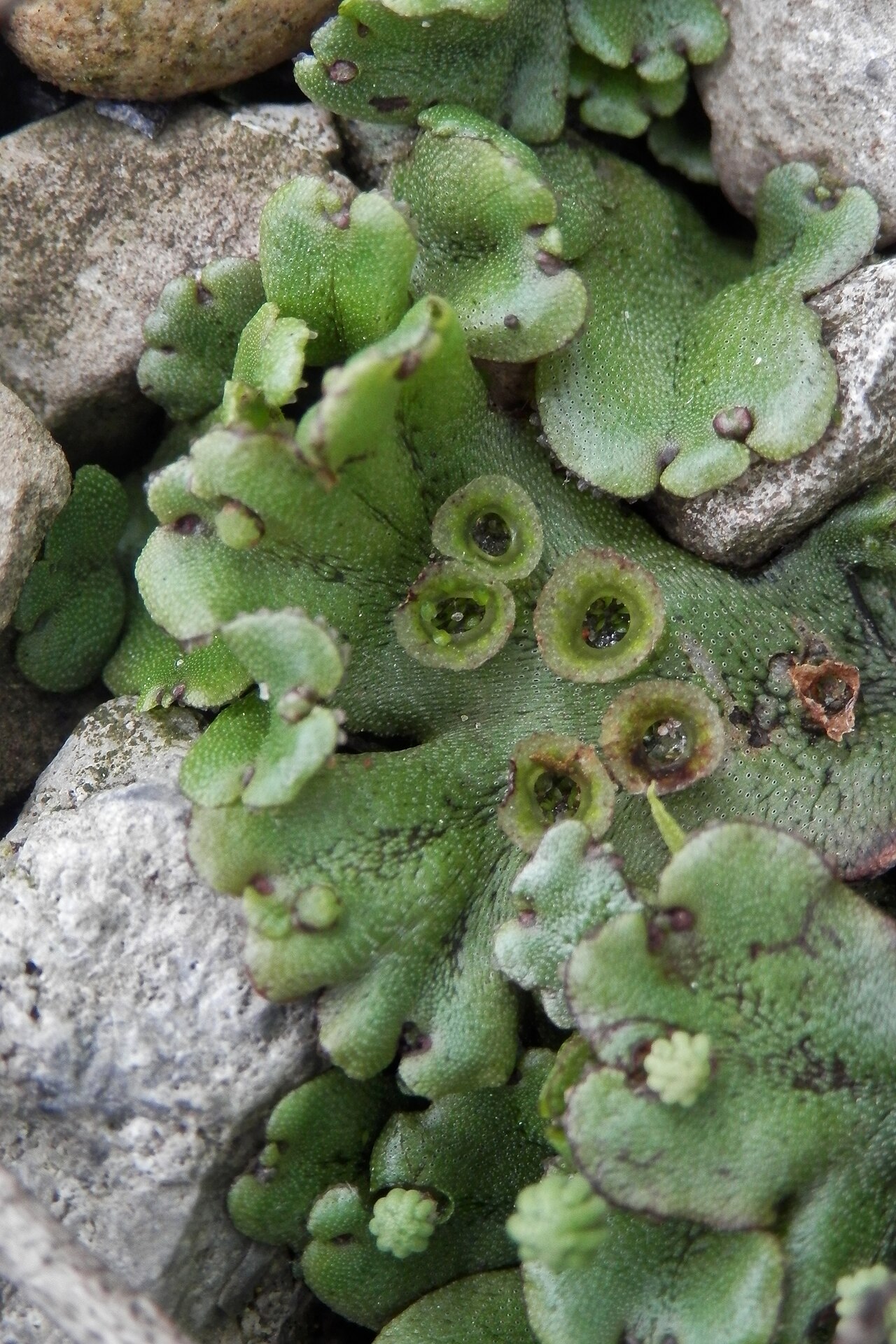 Liverwort Uses