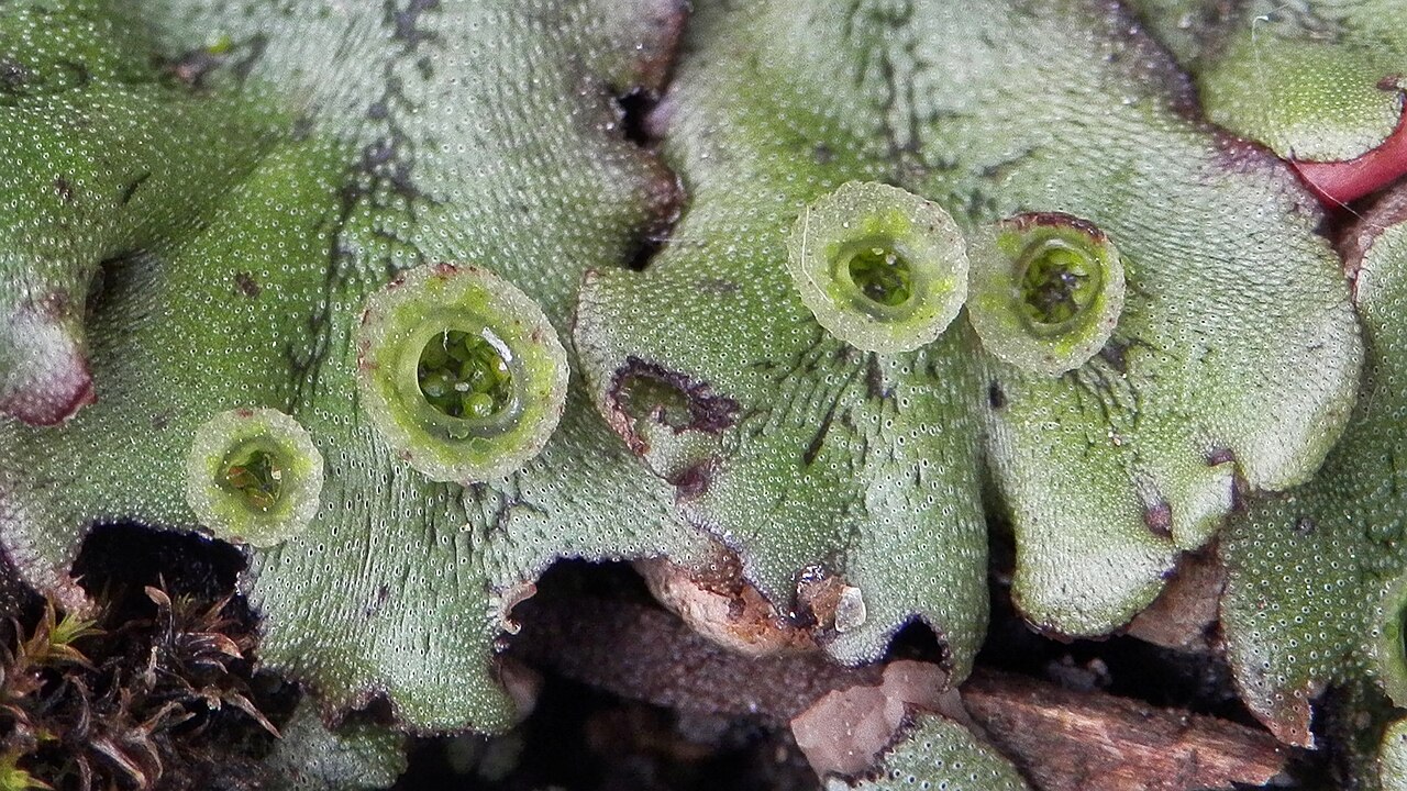 Liverwort Uses