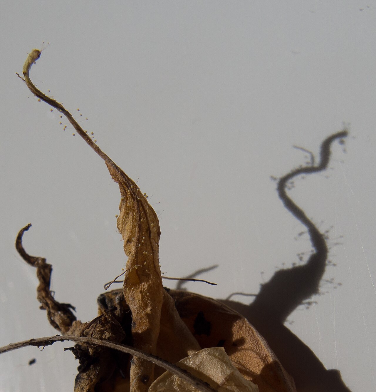 Long pepper
