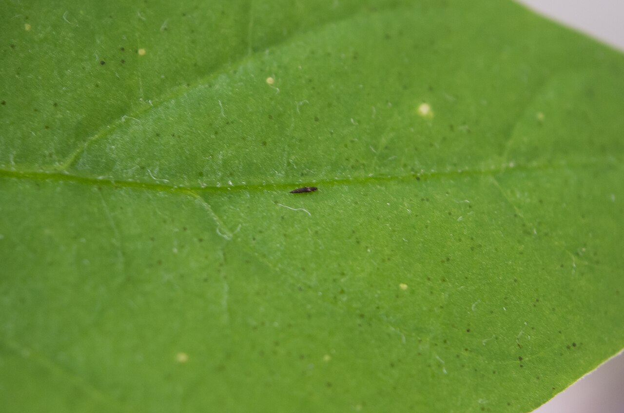 Long pepper
