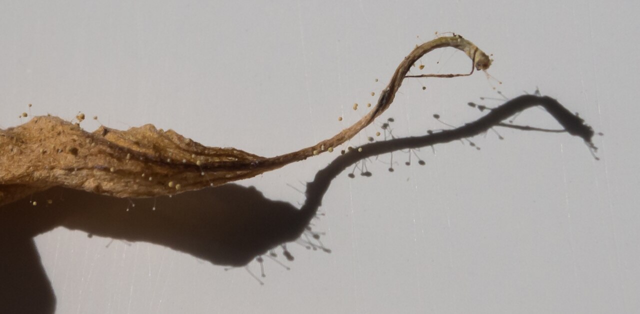 Long pepper