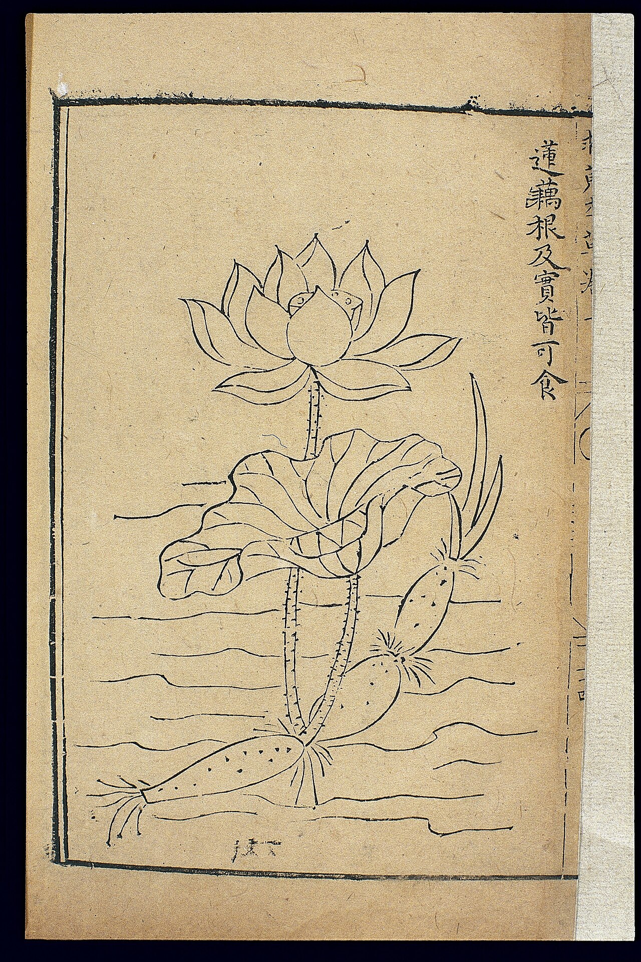Lotus and Waterlilies