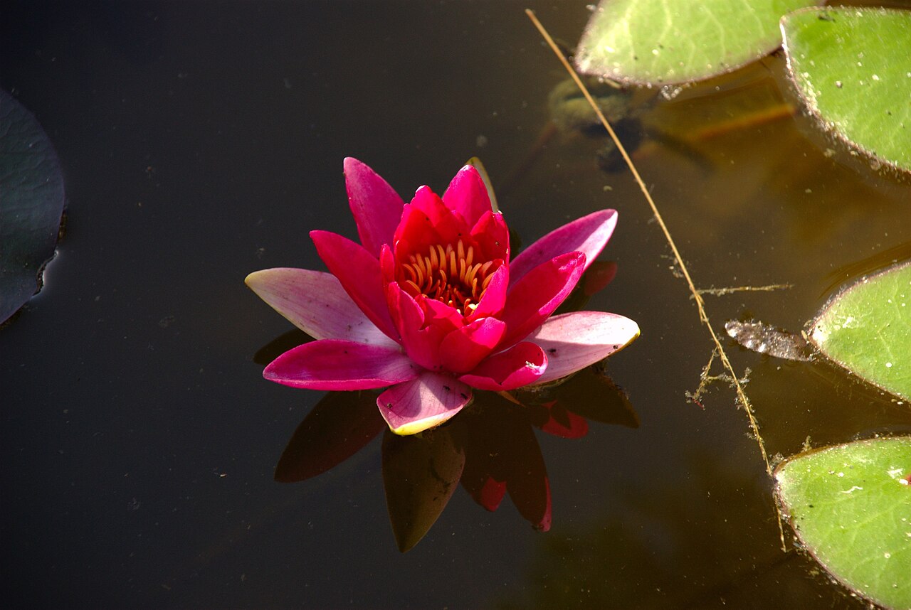 Lotus and Waterlilies