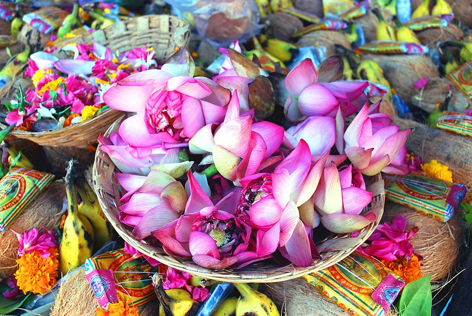 Lotus and Waterlilies